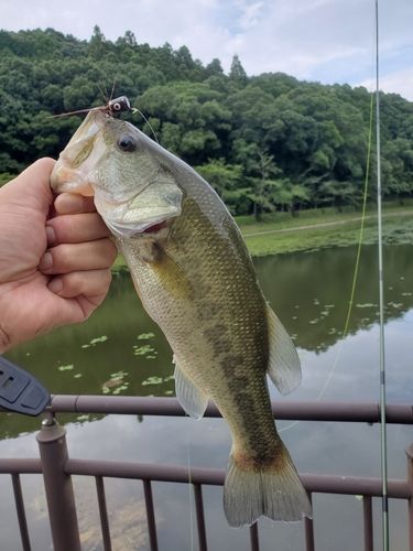 ブラックバス