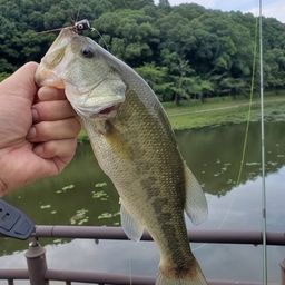 ブラックバス