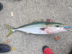 ブリの釣果