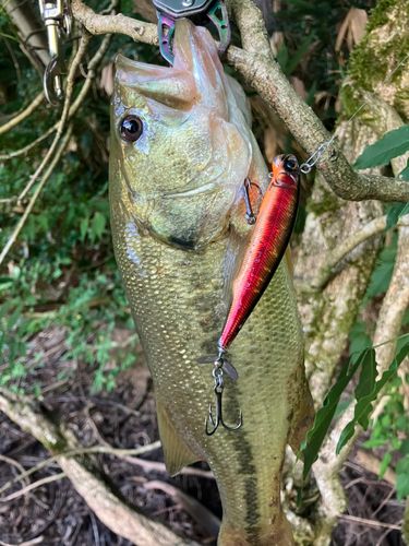 ラージマウスバスの釣果