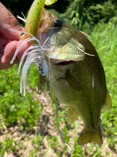 ラージマウスバスの釣果