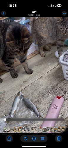 アユの釣果