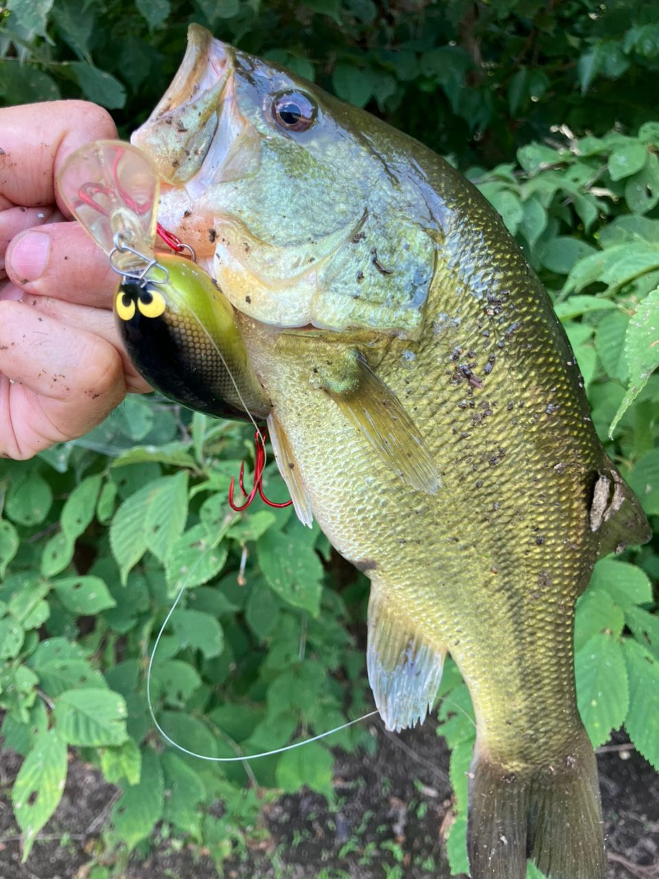 ラージマウスバス