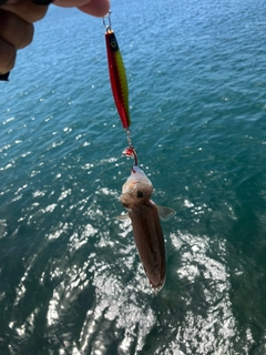 エソの釣果
