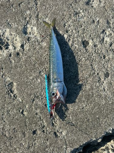 サバの釣果