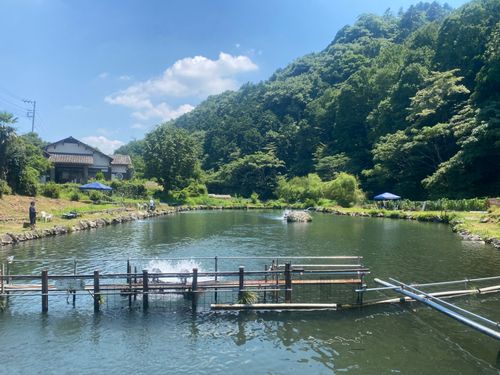 レインボートラウトの釣果