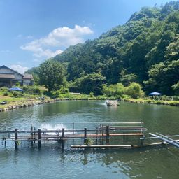 レインボートラウト
