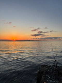 マハゼの釣果
