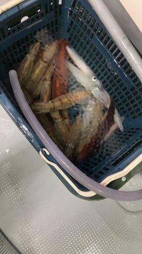 ケンサキイカの釣果