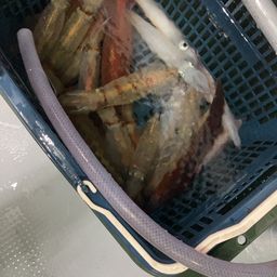 ケンサキイカ