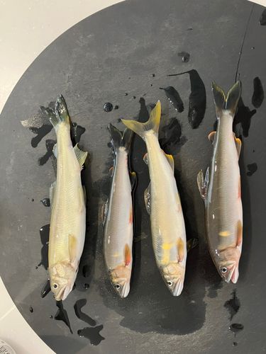 アユの釣果