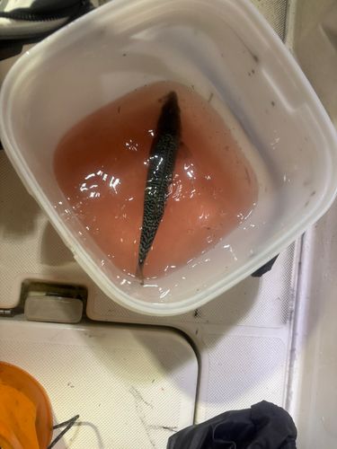 ケンサキイカの釣果