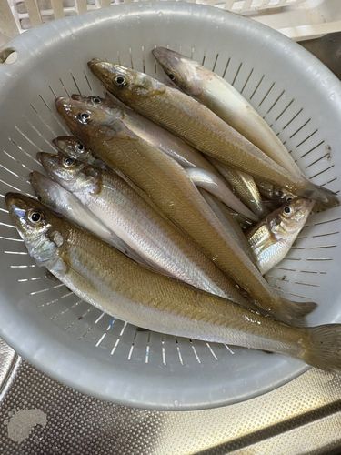 キスの釣果