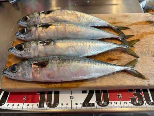 サバの釣果