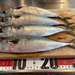 サバ