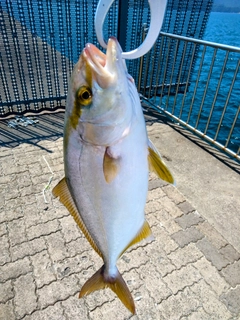 ショゴの釣果