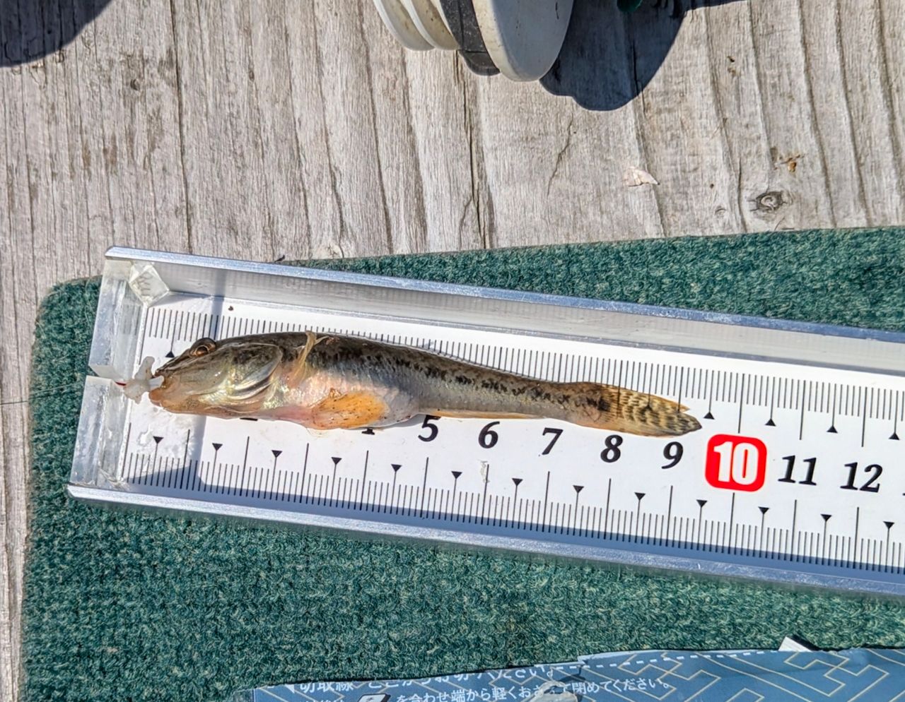 たかはし遊船】最新の釣果情報 2025年10月速報 - アングラーズ