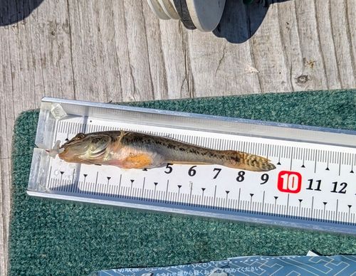 マハゼの釣果
