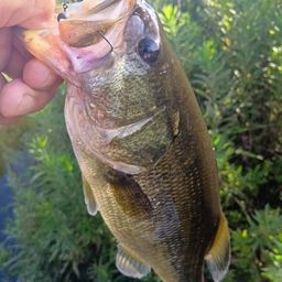 ラージマウスバス