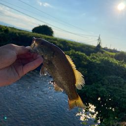 スモールマウスバス