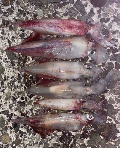 ケンサキイカの釣果