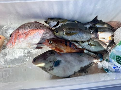 タイの釣果