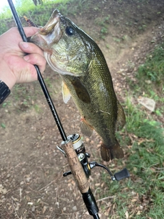 ラージマウスバスの釣果