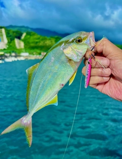 ネリゴの釣果