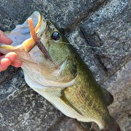 ラージマウスバス