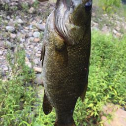 スモールマウスバス