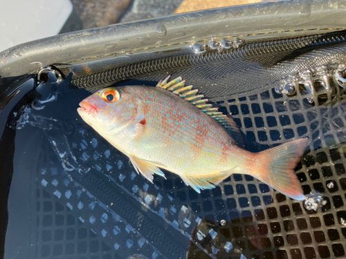 チャリコの釣果