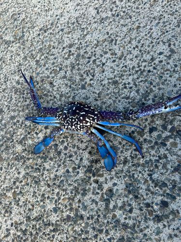 タイワンガザミの釣果