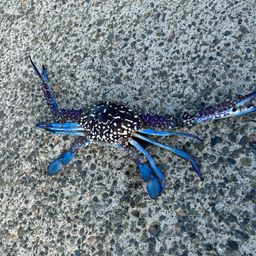 タイワンガザミ