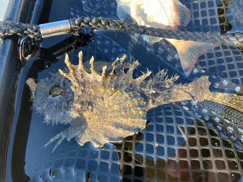 オニオコゼの釣果