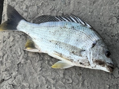 キビレの釣果