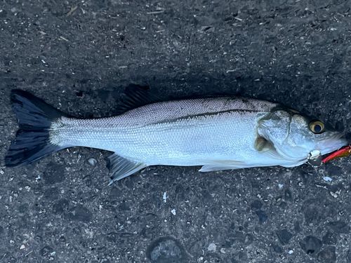 セイゴ（マルスズキ）の釣果