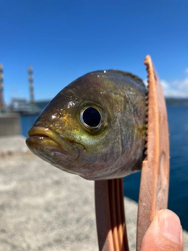 イサキの釣果