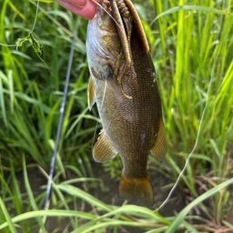 スモールマウスバス