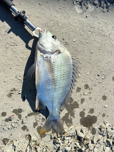 キビレの釣果