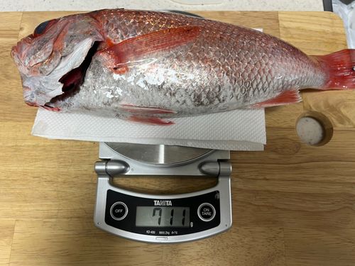 アカムツの釣果