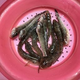 ハゼ
