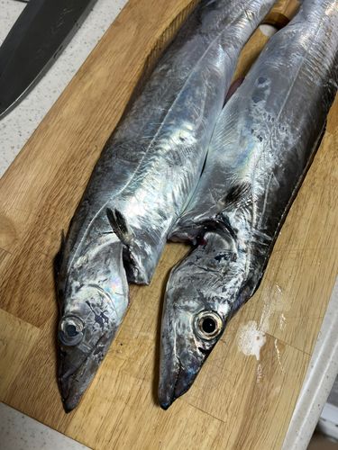 タチウオの釣果