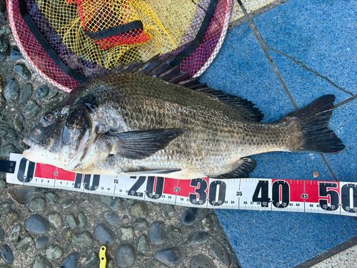 クロダイの釣果