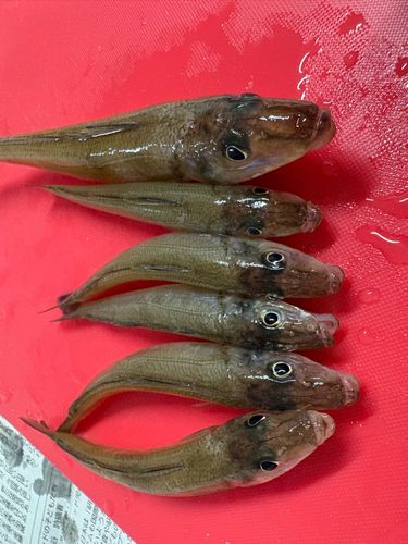 キスの釣果