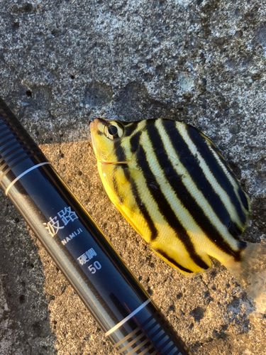 カゴカキダイの釣果