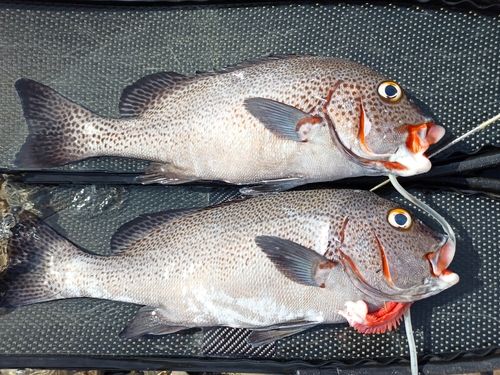 アジアコショウダイの釣果