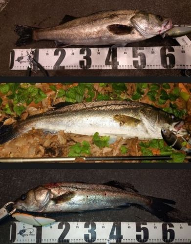 シーバスの釣果