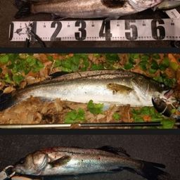 シーバス