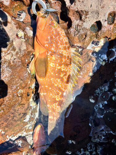 キジハタの釣果