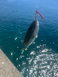 ワカシの釣果